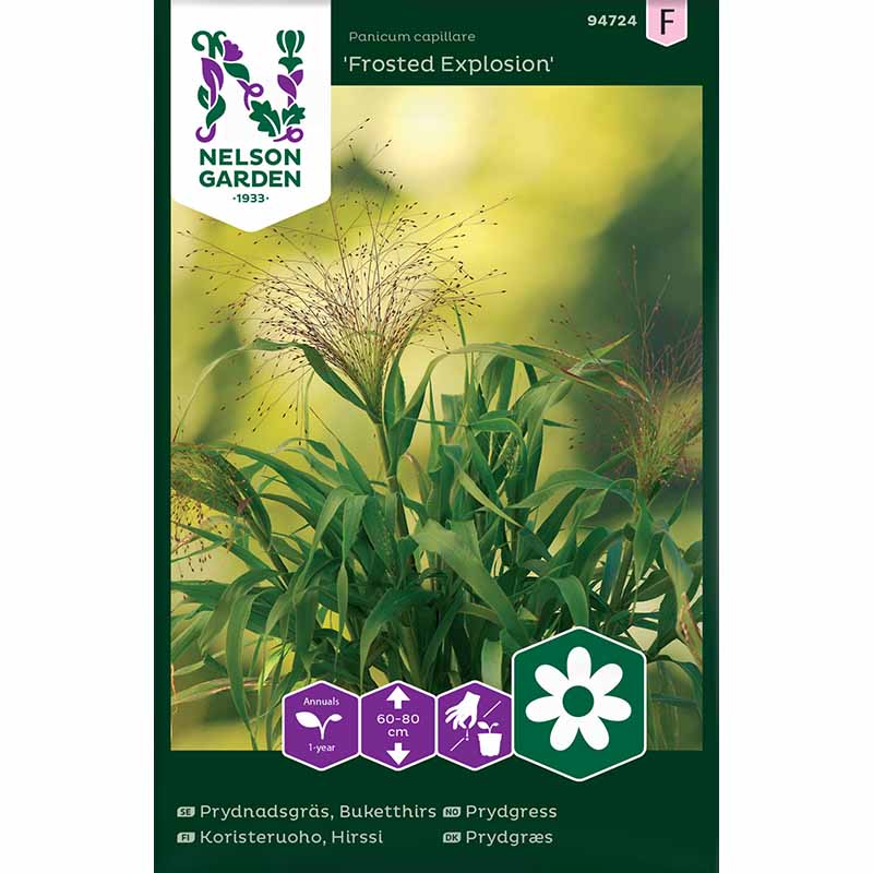 Ornamental Grass 'Frosted Explosion'