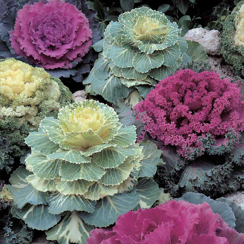 Ornamental Kale