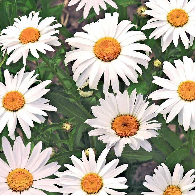 Oxeye Daisy 'Maikönigin'