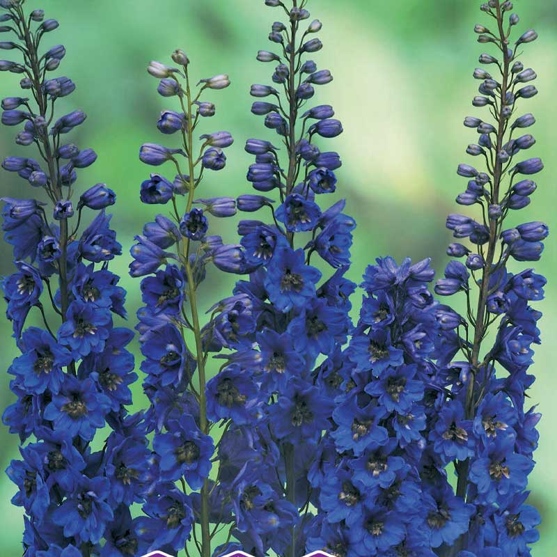 Delphinium 'Blue Donna'