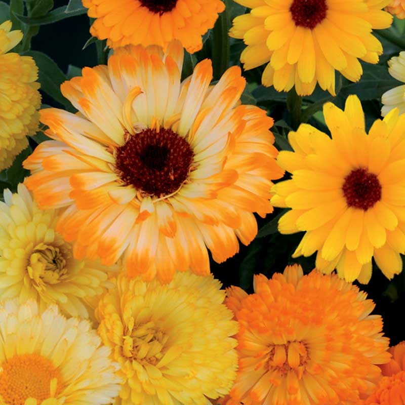 Calendula
