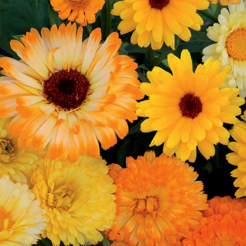 Calendula