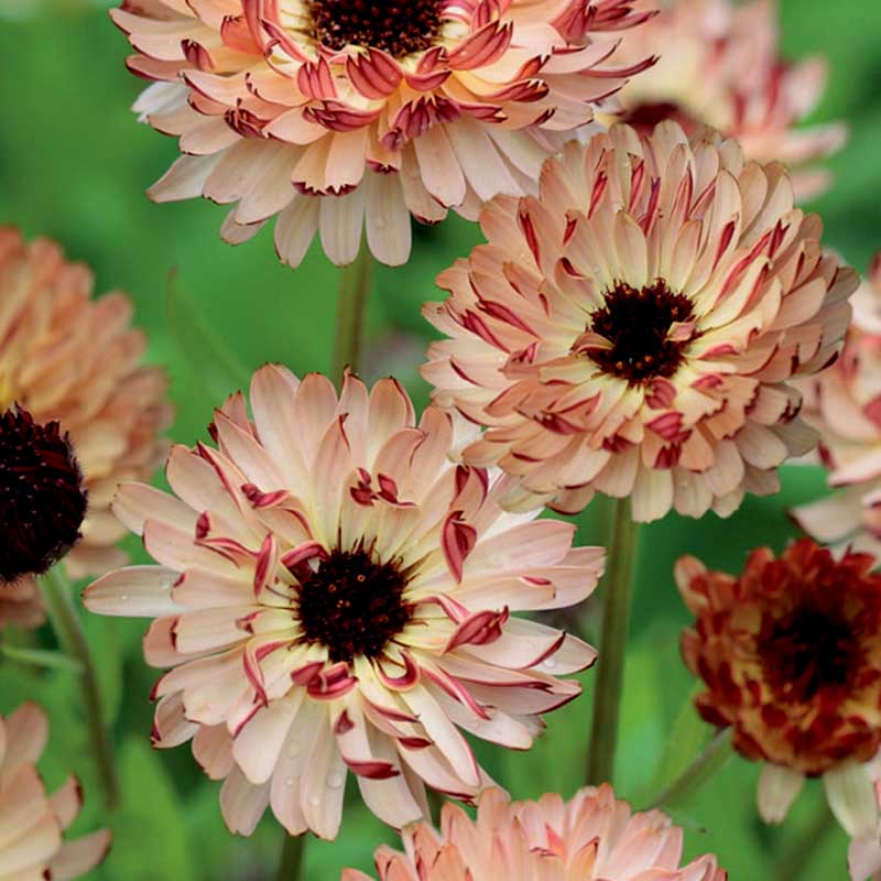 Calendula 'Bronzed Beauty'