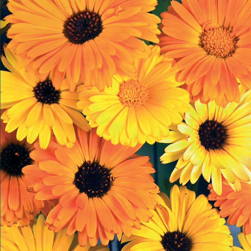 Calendula Daisy Citrus Mix