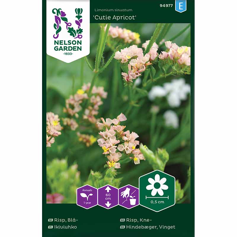 Blue Statice 'Cutie Apricot'