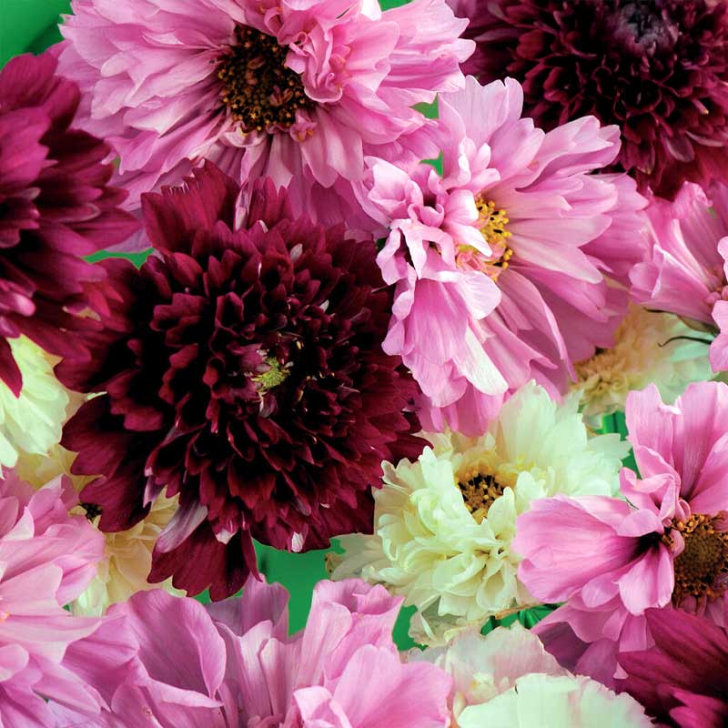 Cosmos 'Double Click'