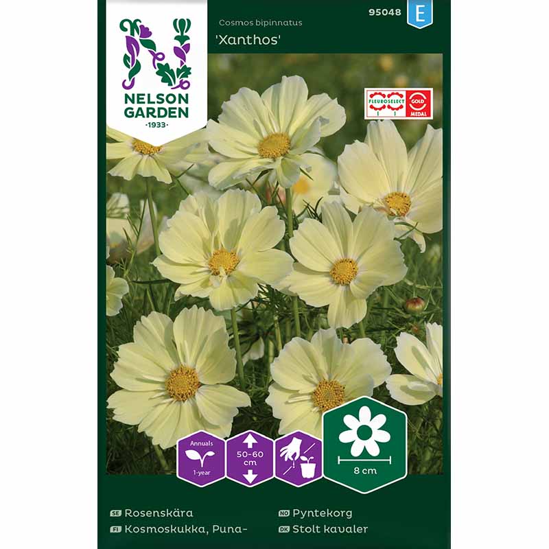 Cosmos 'Xanthos'