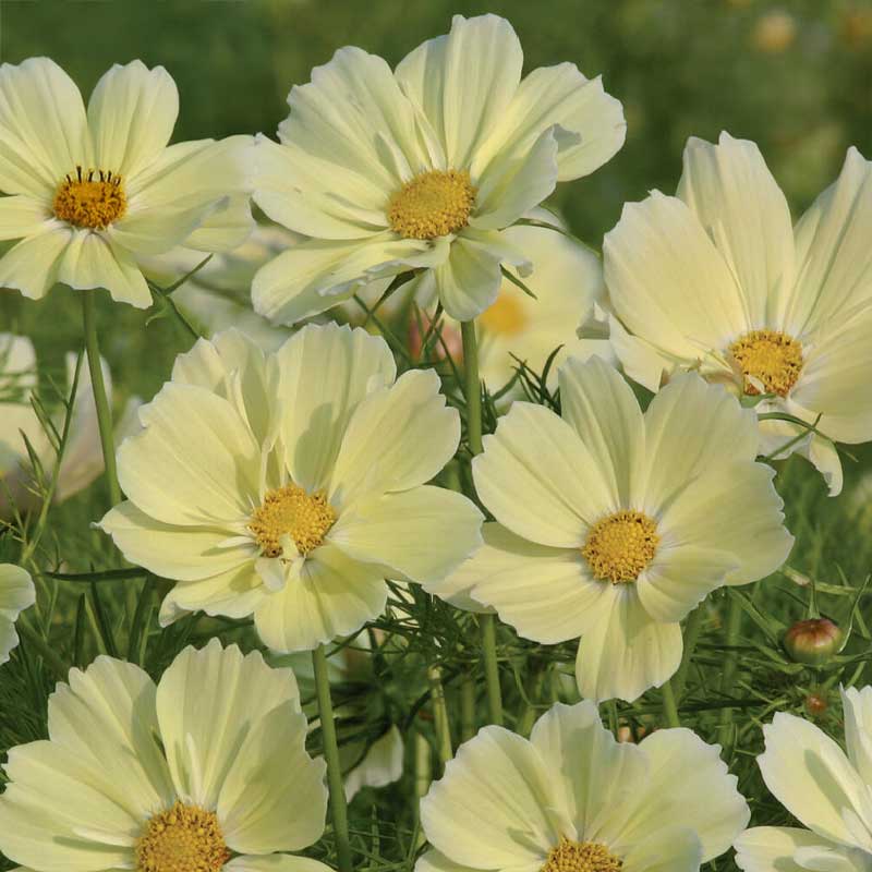 Cosmos 'Xanthos'