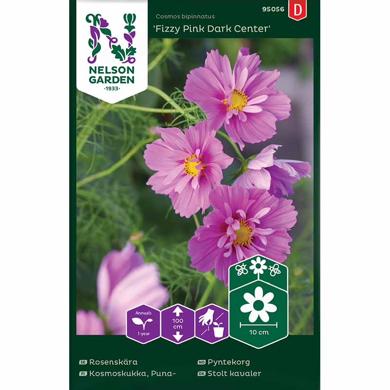 Cosmos 'Fizzy Pink Dark Center'