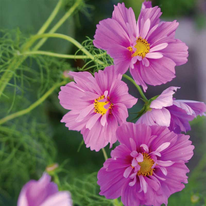 Cosmos 'Fizzy Pink Dark Center'