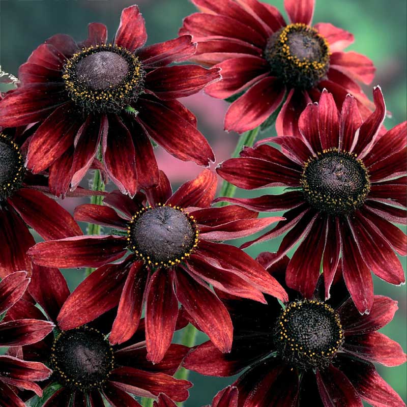 Sommarrudbeckia 'Cherry Brandy'