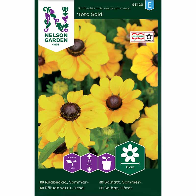 Gloriosa daisy 'Toto Gold'