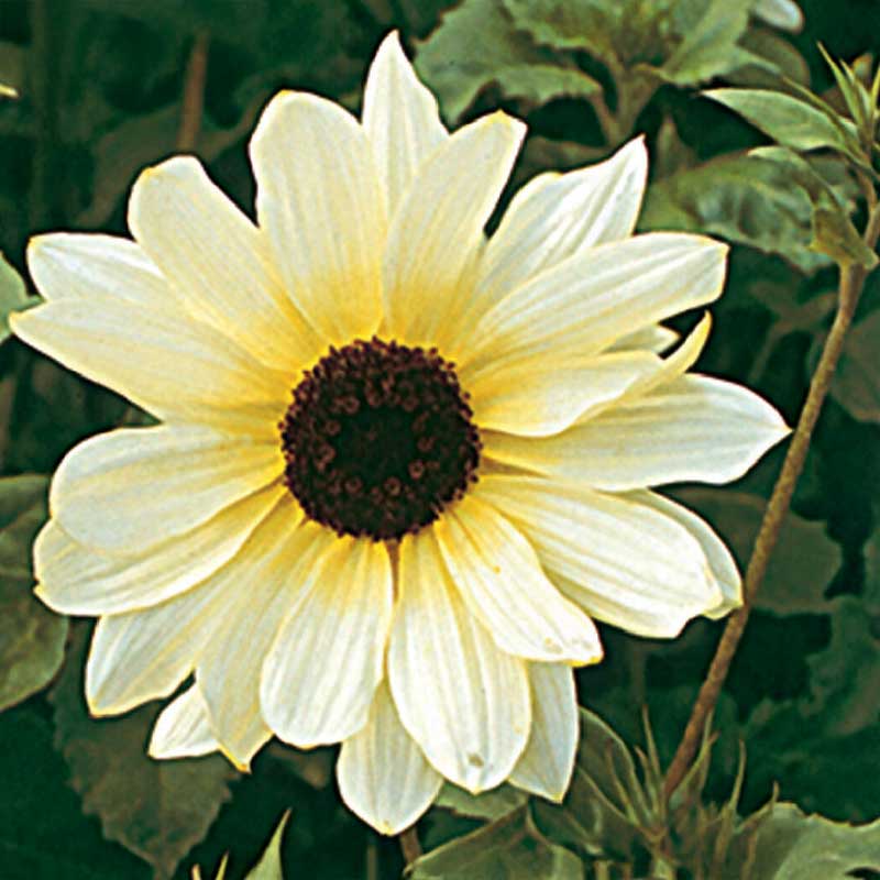 Sunflower 'Ice Cream'