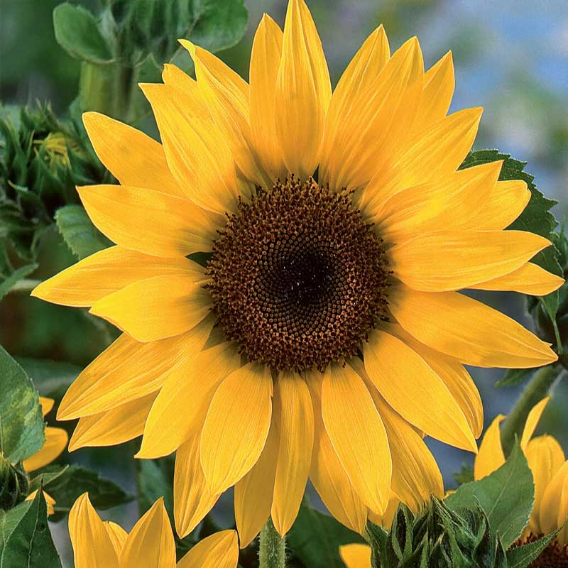 Sunflower 'Uniflorus'
