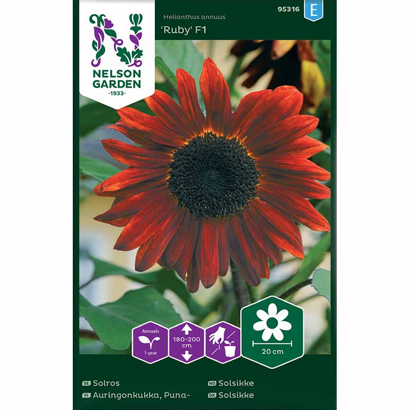 Sunflower 'Ruby' F1
