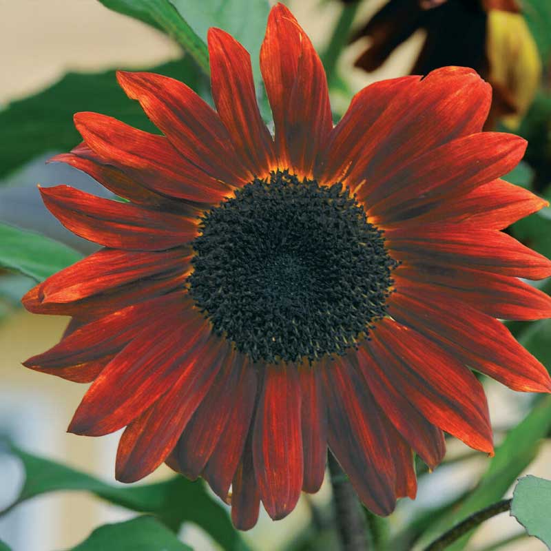 Sunflower 'Ruby' F1