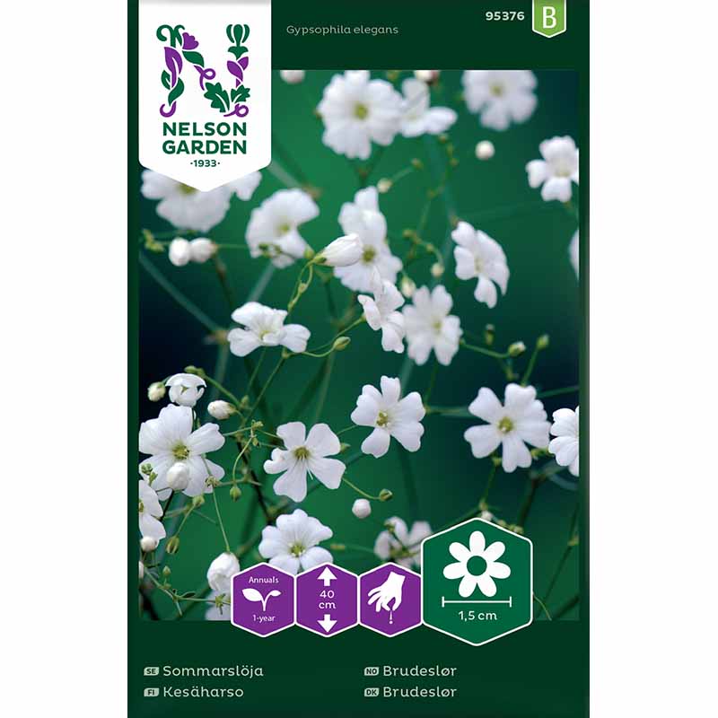 Annual Baby's Breath