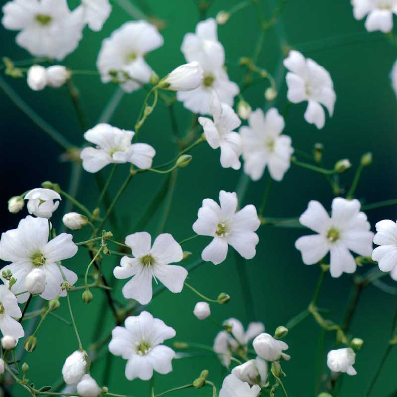 Annual Baby's Breath