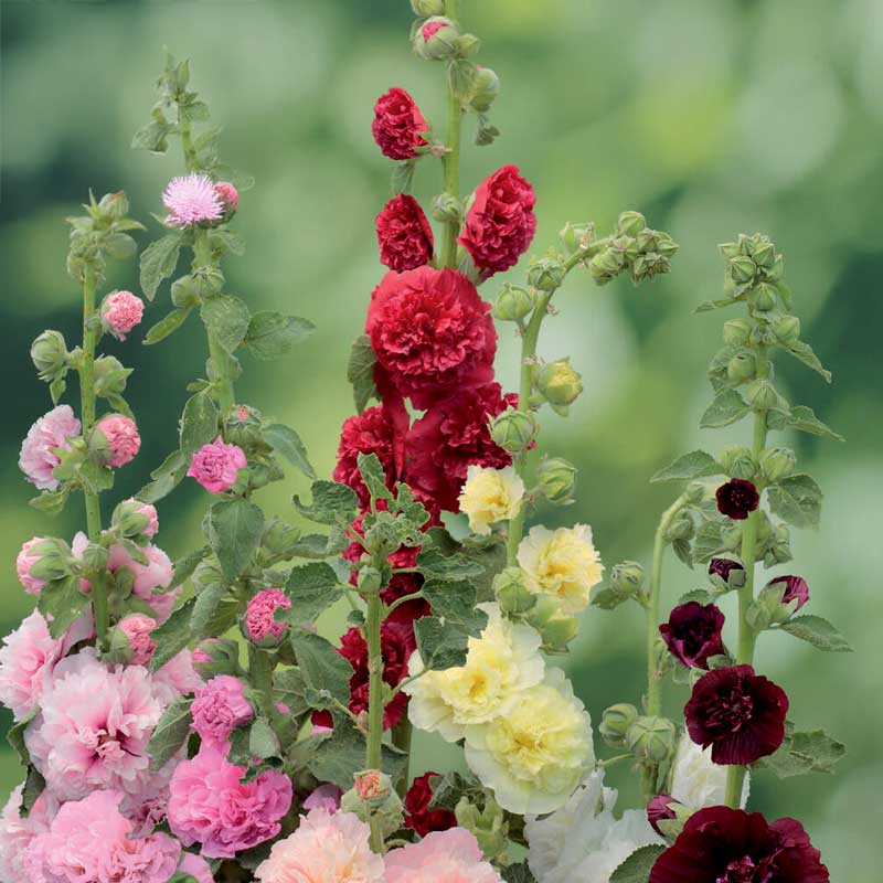 Hollyhock 'Chaters Double'