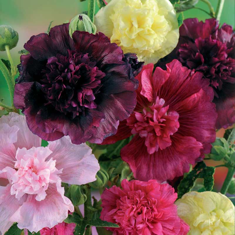 Hollyhock 'Summer Carnival'