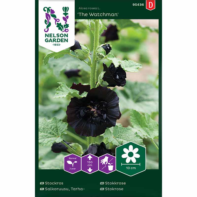 Hollyhock 'The Watchman'