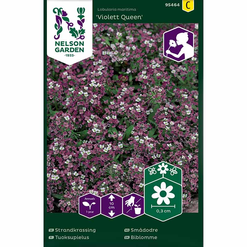 Sweet alyssum 'Violett Queen'