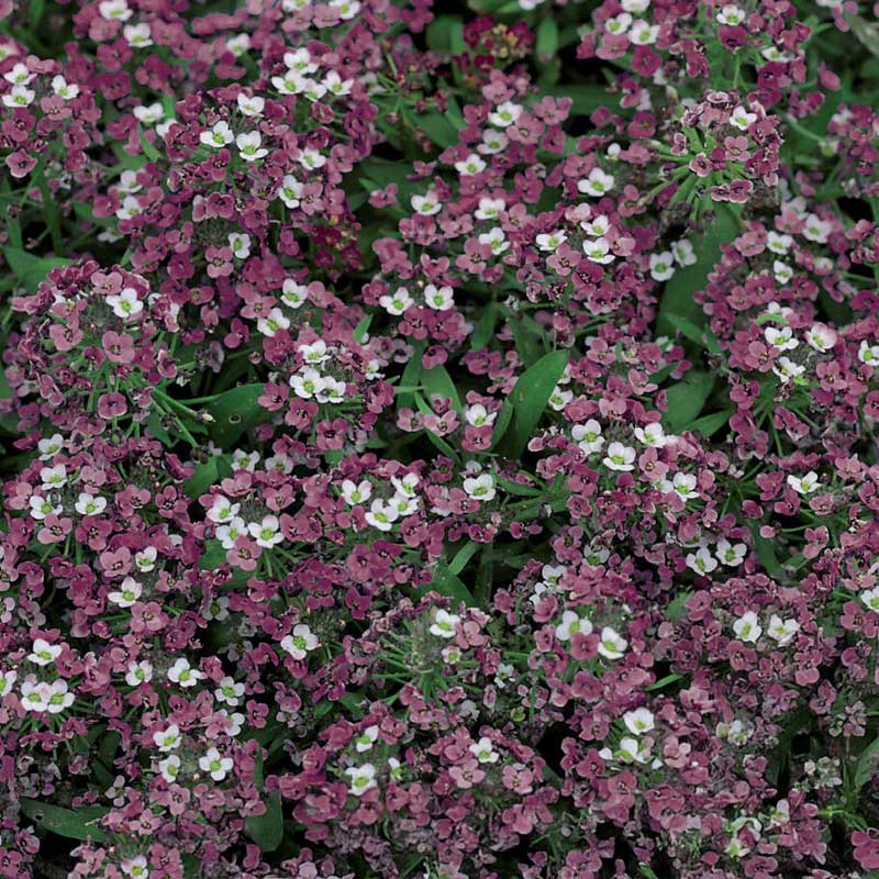 Sweet alyssum 'Violett Queen'