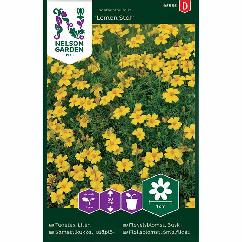 Dwarf Marigold 'Lemon Star'