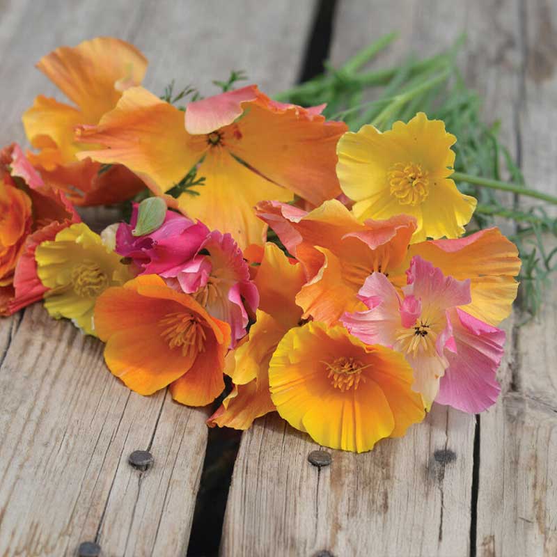 California Poppy 'Candy mix'