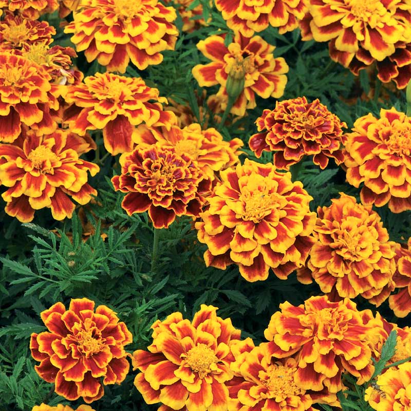 French Marigold 'Bolero'