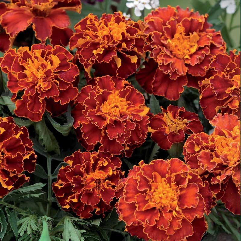 French Marigold 'Panther'