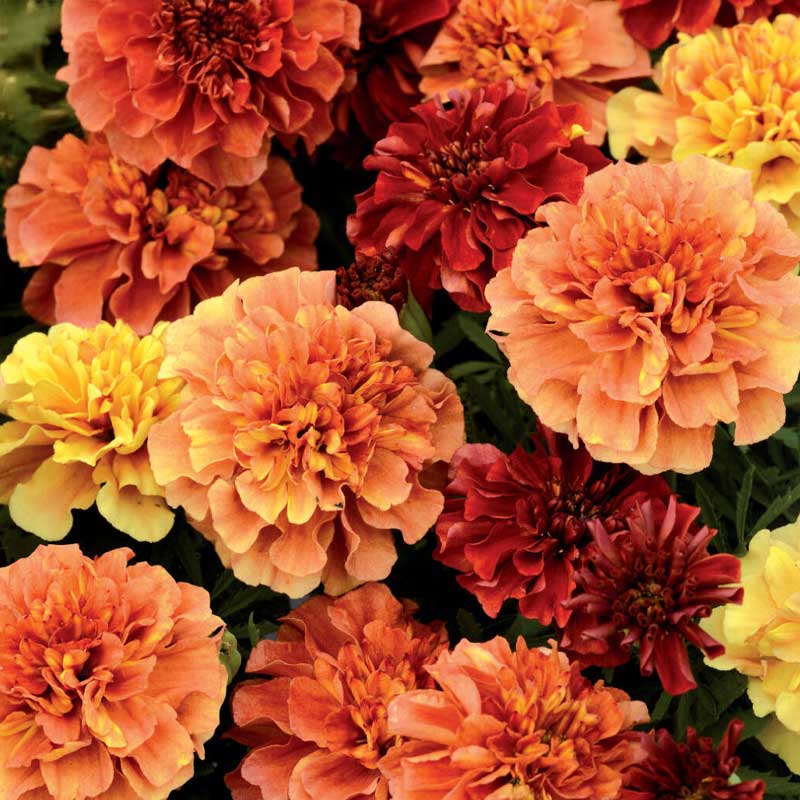 French Marigold 'Strawberry Blonde'