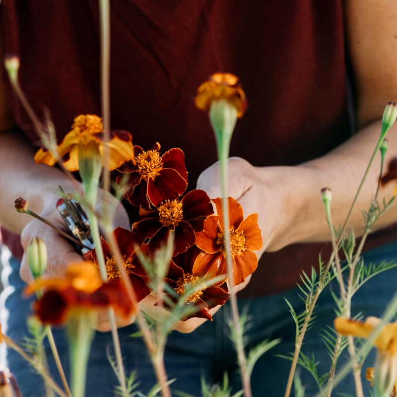 Linnaeus marigold 'Burning Embers'