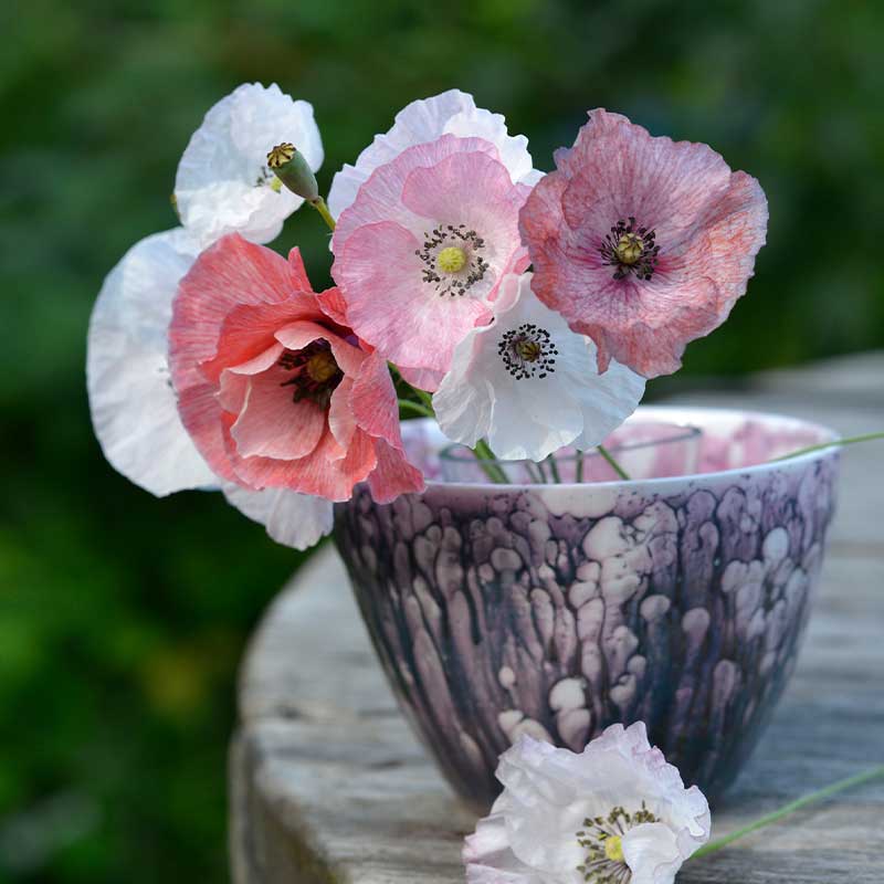 Corn Poppy 'Mother of Pearl'