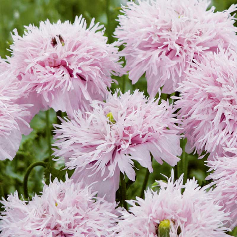 Feather Poppy 'Lilac Pompom'