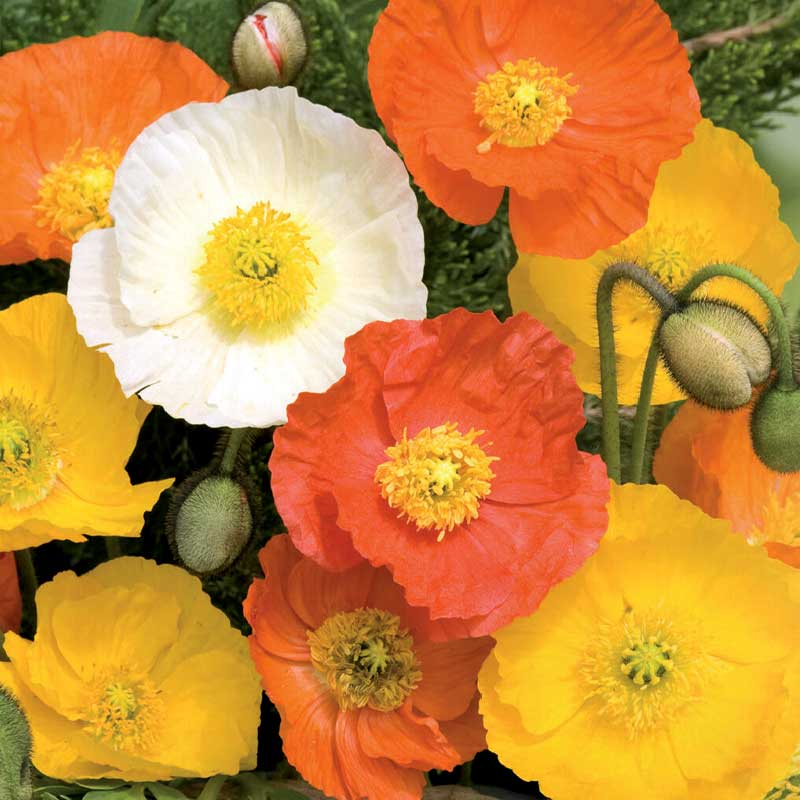 Siberian Poppy