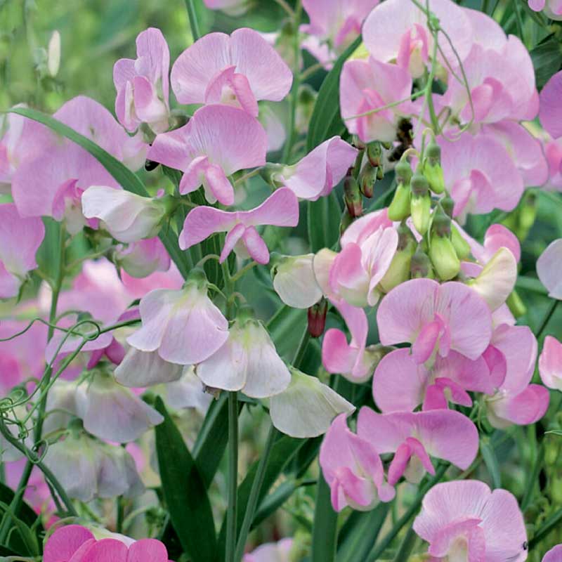 Sweet Pea Perennial