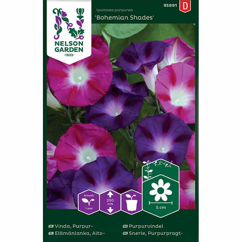 Purple Morning Glory 'Bohemian Shades'