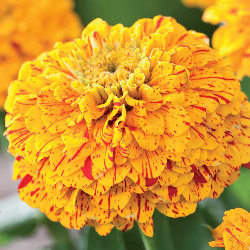 Zinnia 'Pop Art Gold & Red'