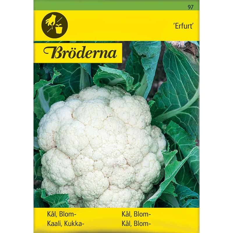 Cauliflower 'Erfurt'