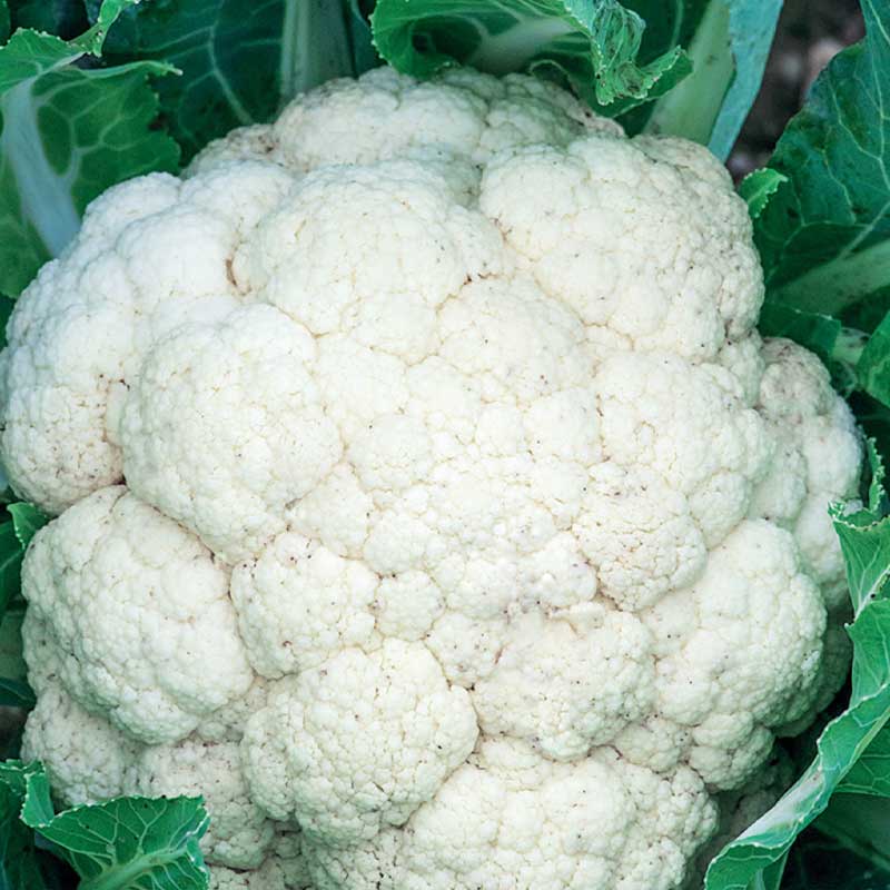 Cauliflower 'Erfurt'