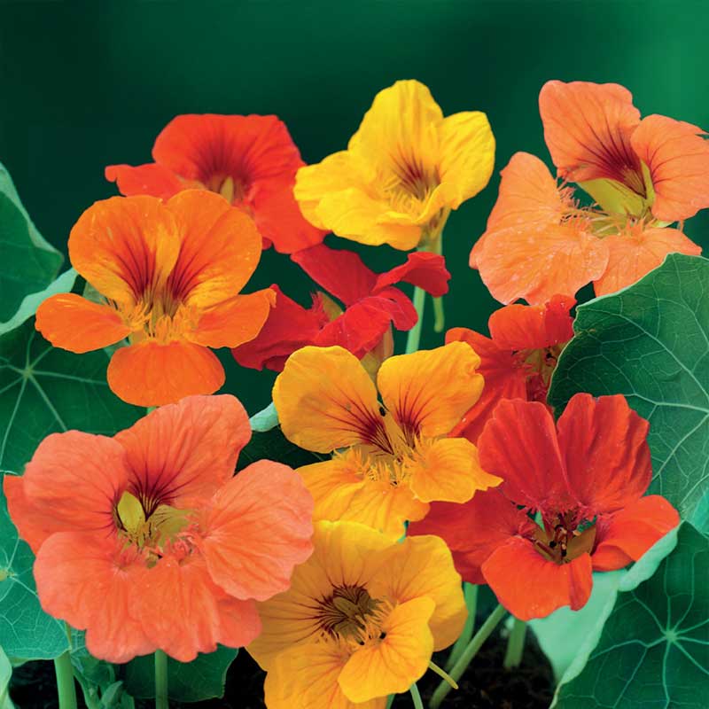 Dwarf Nasturtium 'Tom Thumb'