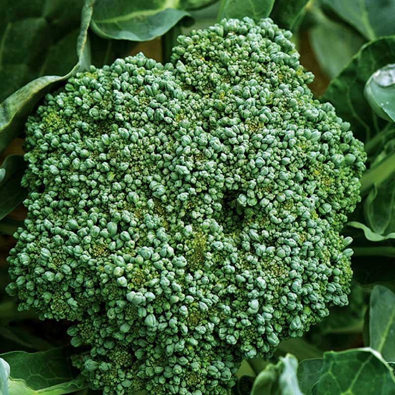 Broccoli 'Calabrese natalino'