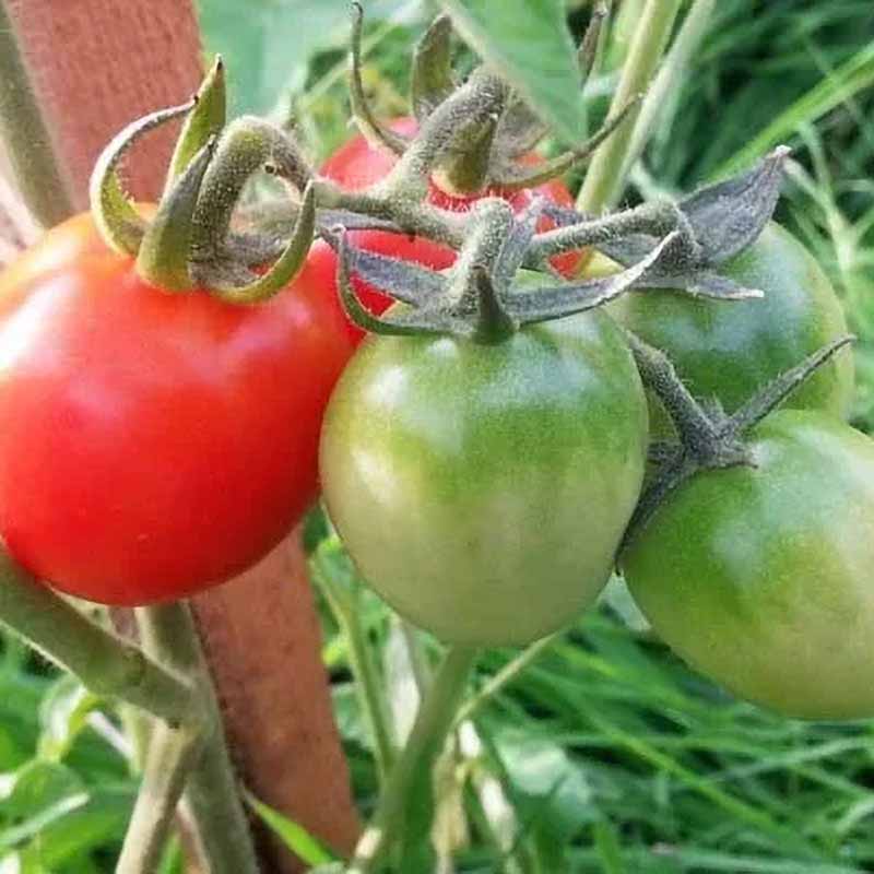 Tomato 'A Grappoli Corbarino'