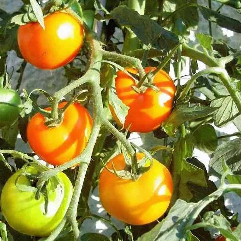 Tomato 'Auriga'