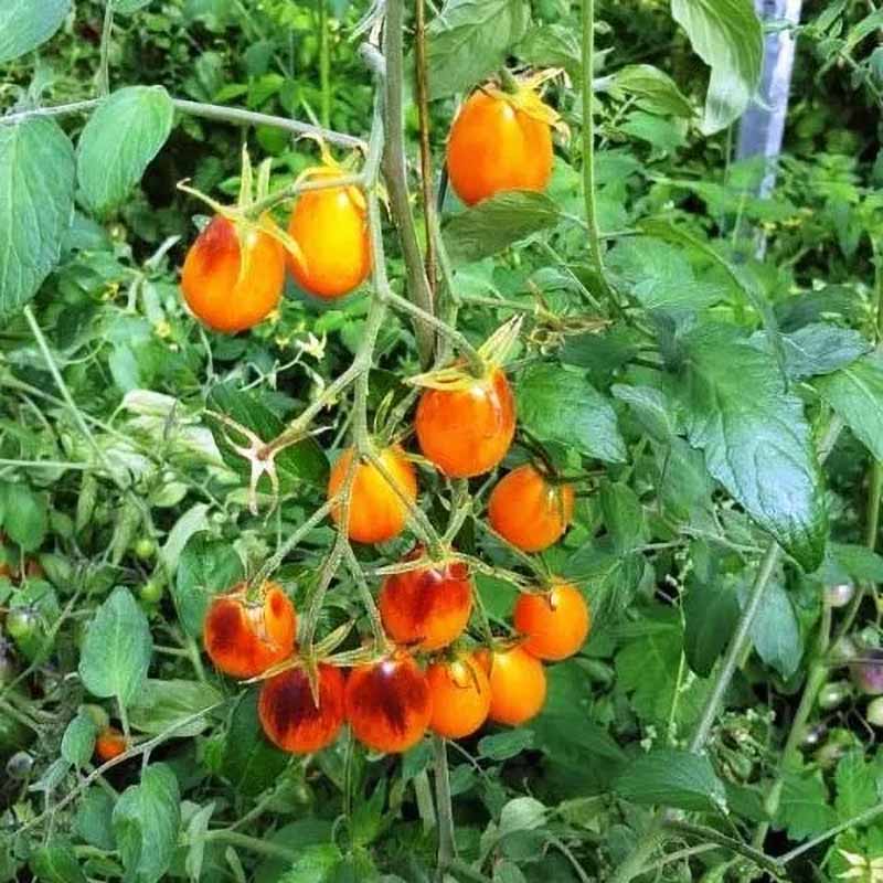 Tomato 'Indigo Kumquat'