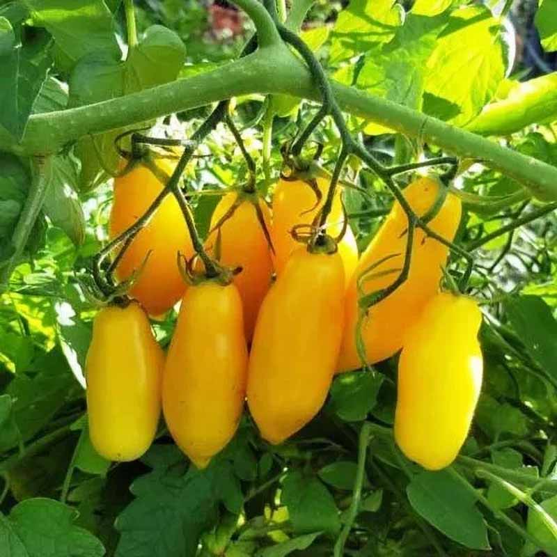 Tomato 'Tegucigalpa Yellow'