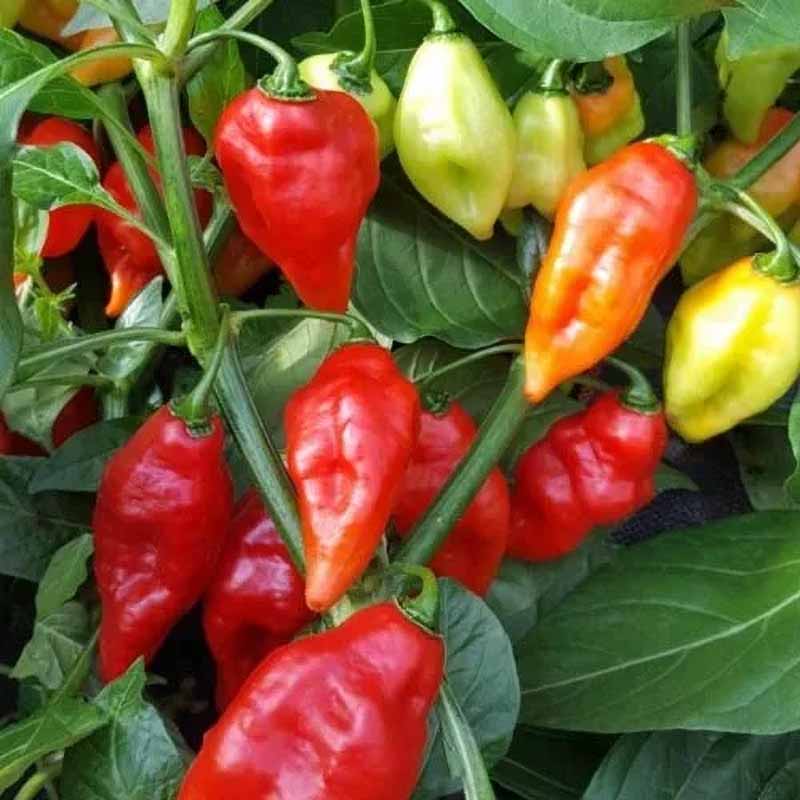 Chili Pepper 'Rainbow Roxa'