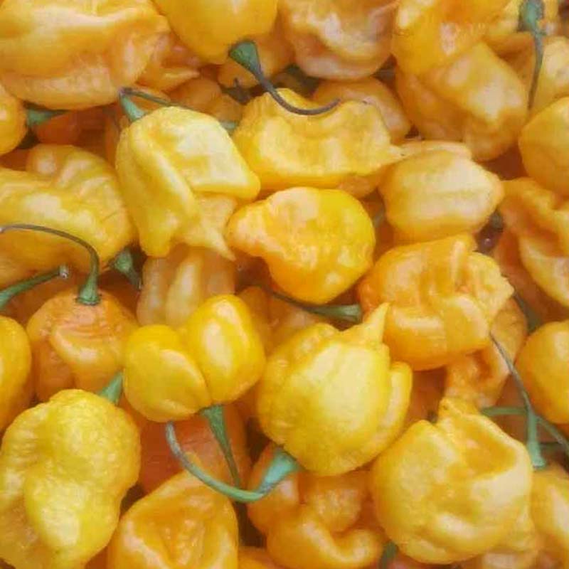 Chili Pepper 'Carolina Reaper Yellow'