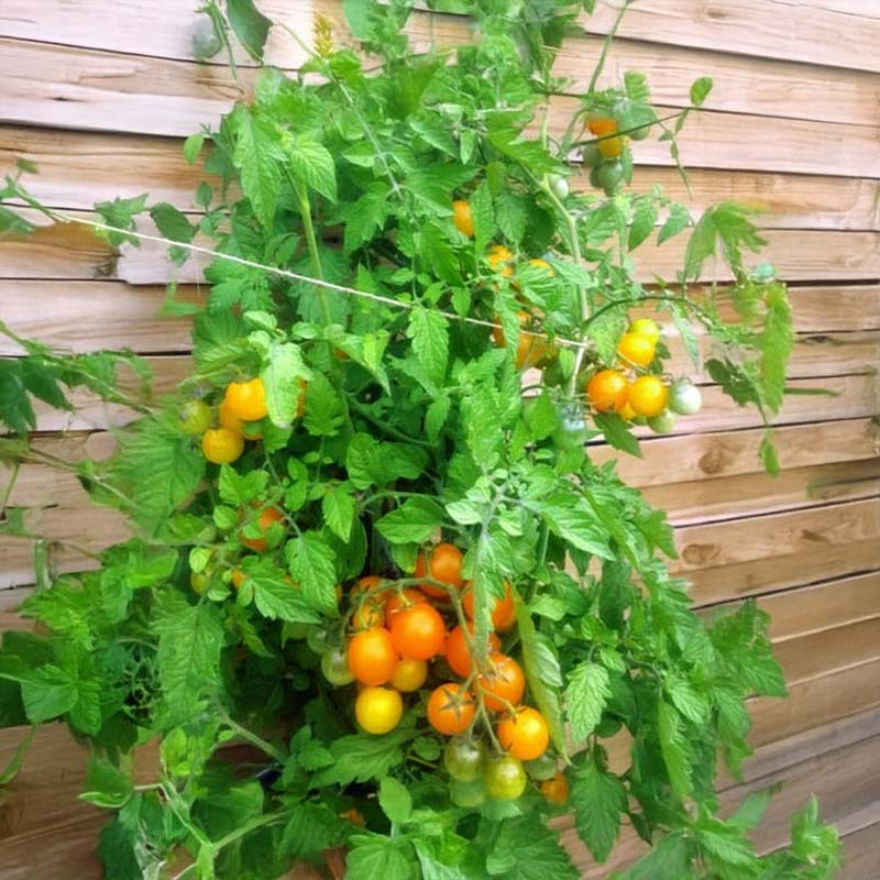Tomato 'Ciliegia Gialla'